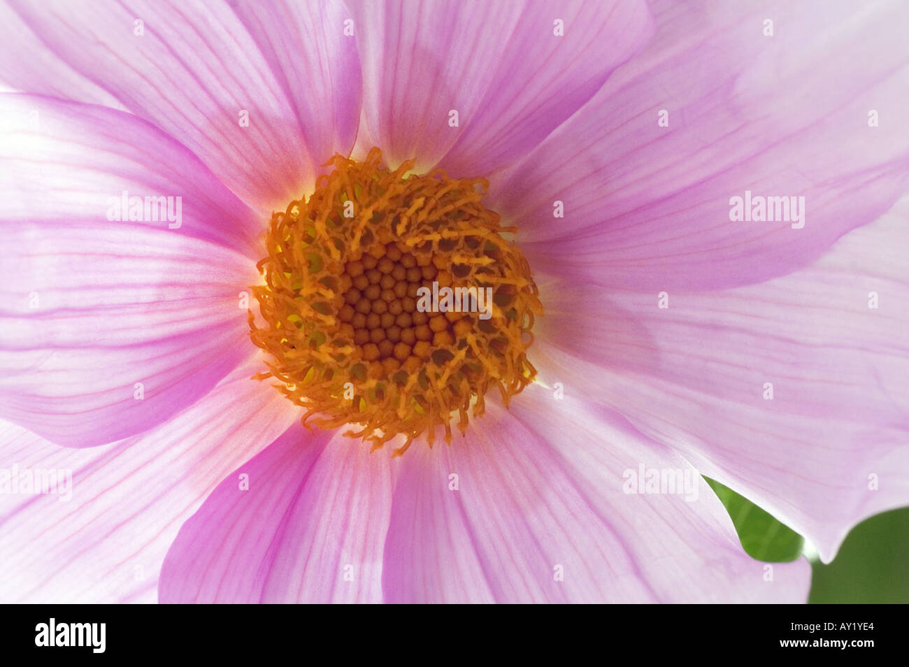 Dahlia Imperialis Stockfoto