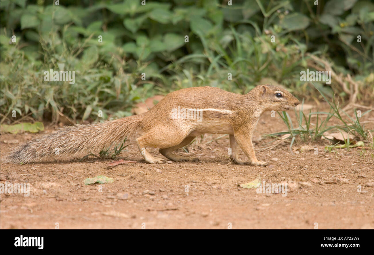 Kap-Borstenhörnchen Xerus inauris Stockfoto