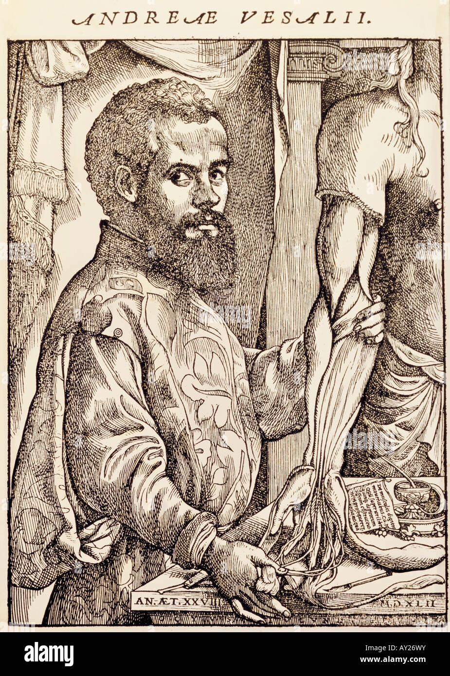 Vesalius, Andreas, 31.12.1514 - 15.10.1564, flämischer Arzt, halbe Länge, Holzschnitt von Jan Steven van Kalkar, Stockfoto