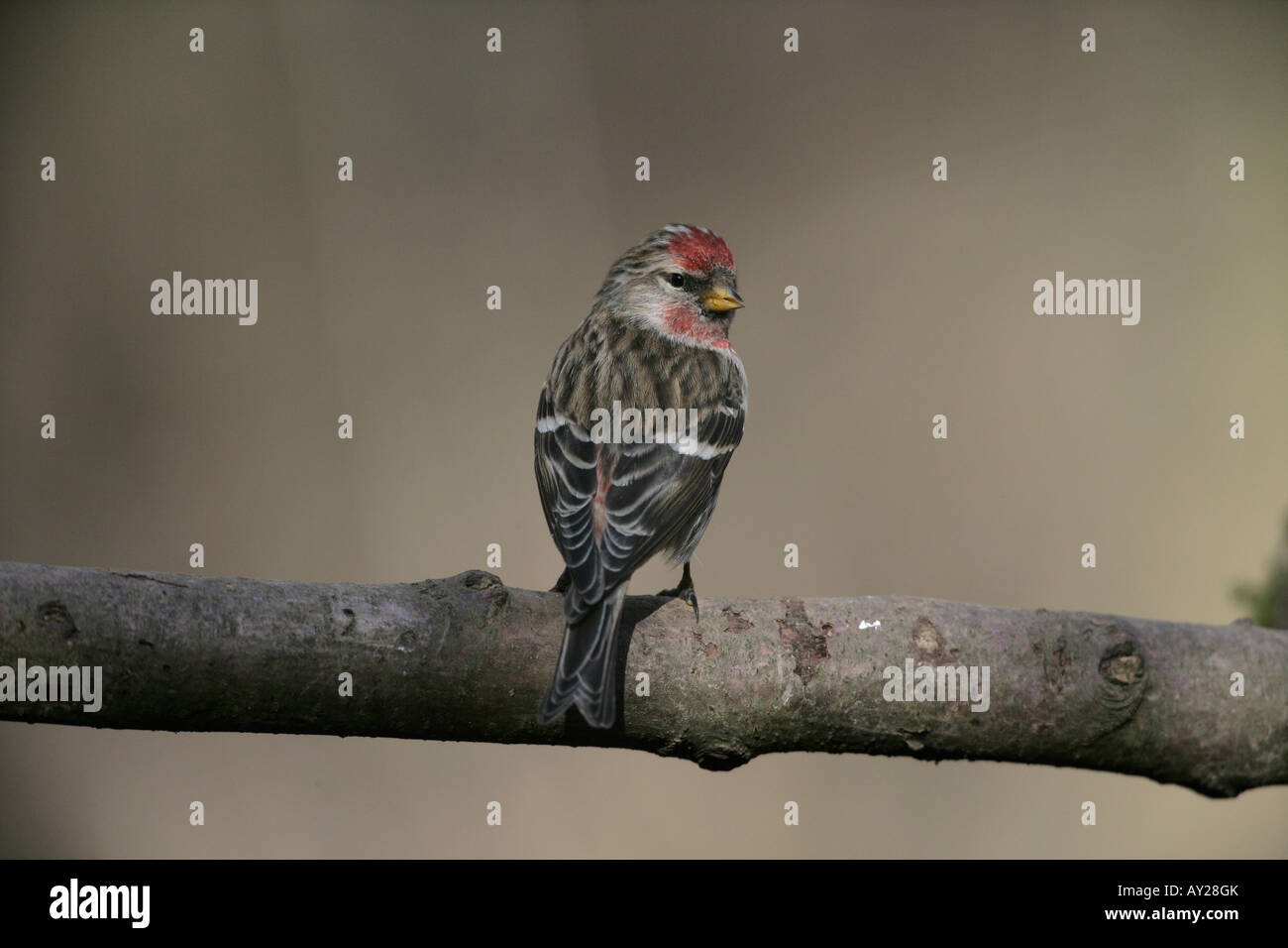 Geringerem Redpoll, Zuchtjahr Kabarett, einziger Vogel auf Zweig, Warwickshire Stockfoto