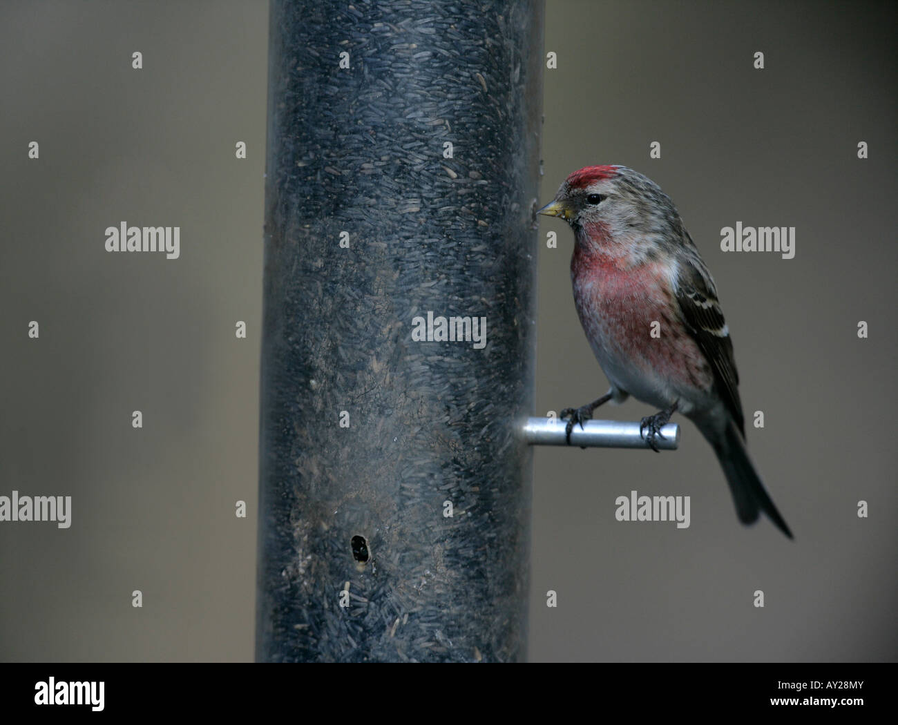 Geringerem Redpoll, Zuchtjahr Kabarett, einziger Vogel auf Feeder, Warwickshire Stockfoto