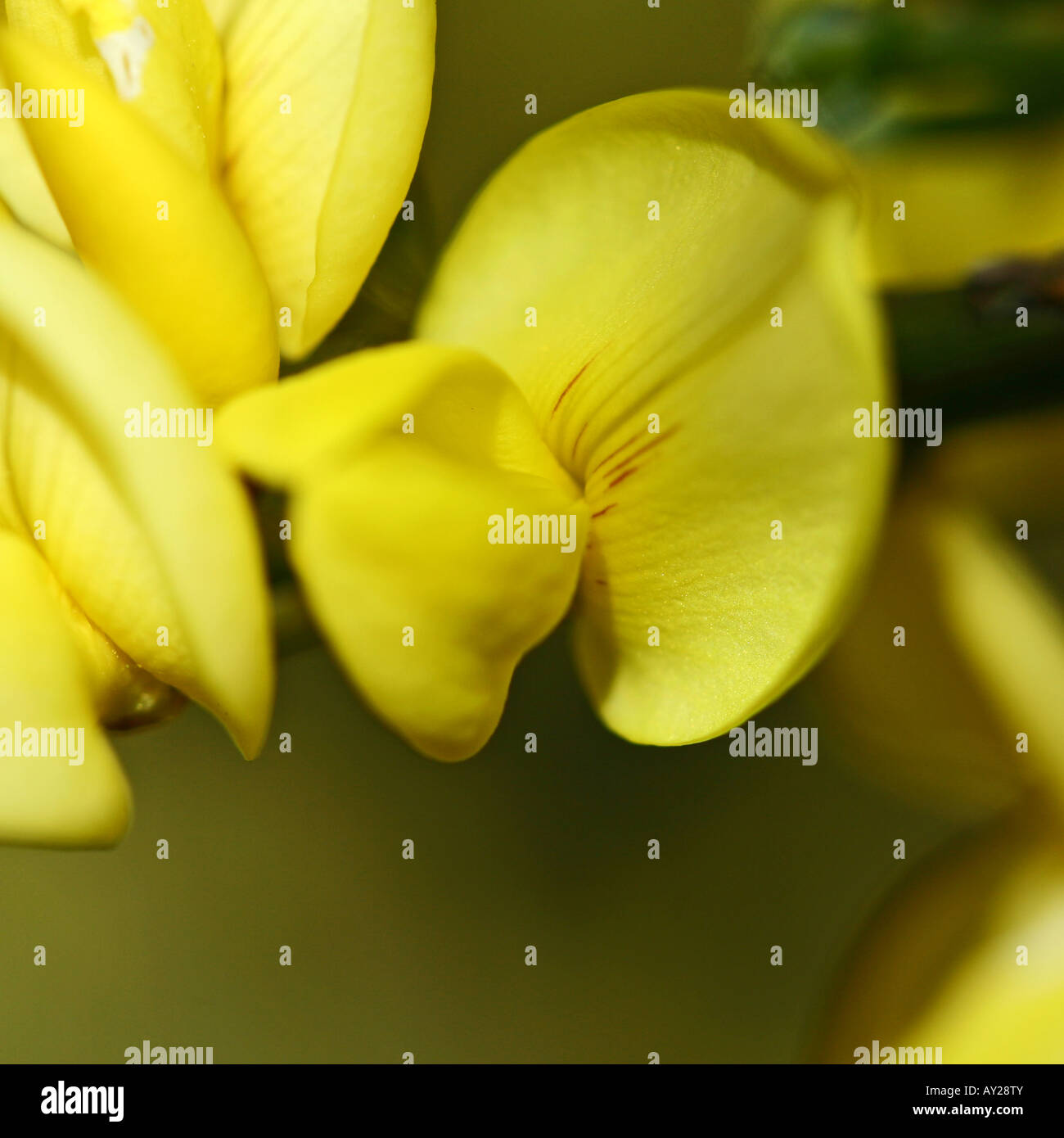 Besen - Cytisus praecox Stockfoto