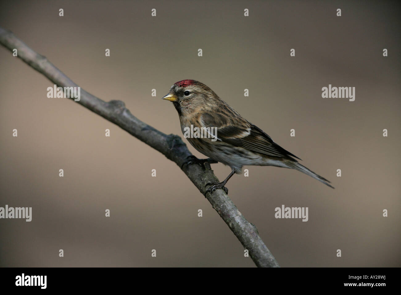 Geringerem Redpoll, Zuchtjahr Kabarett, einziger Vogel auf Zweig, Warwickshire Stockfoto