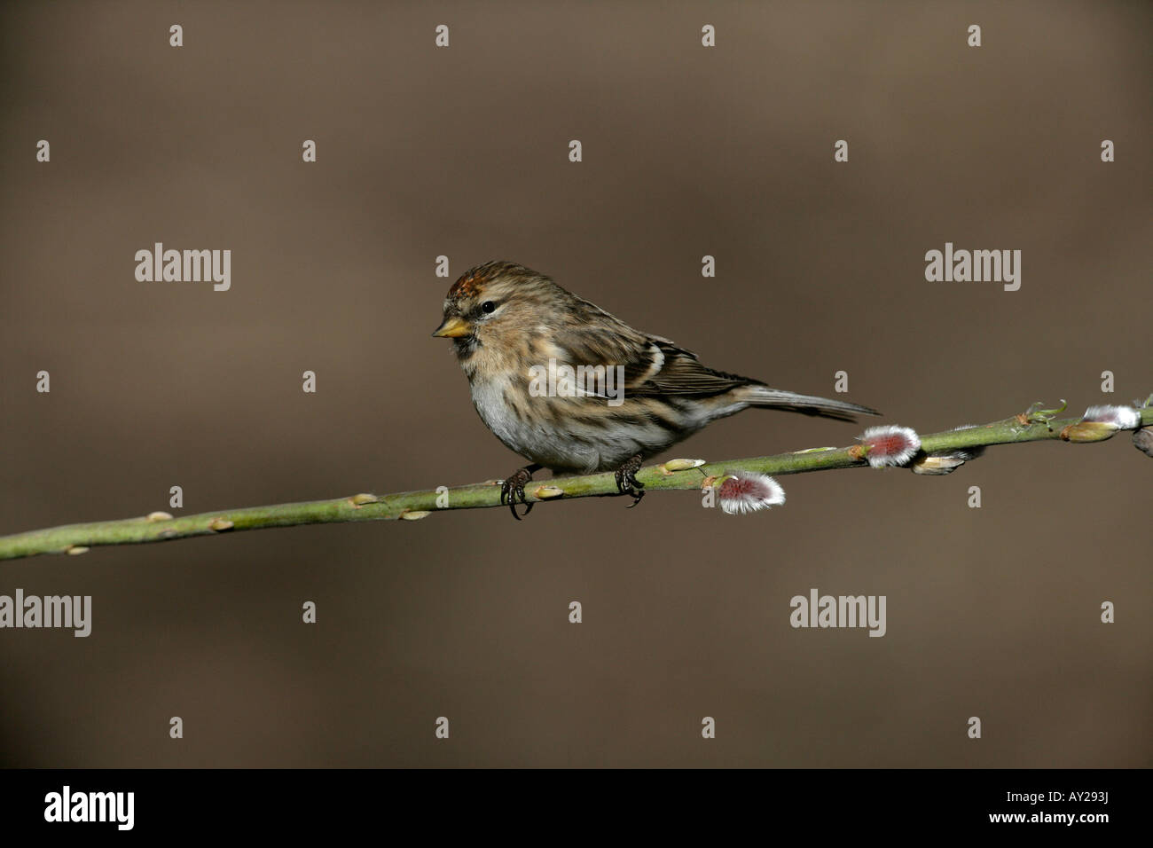 Geringerem Redpoll, Zuchtjahr Kabarett, einziger Vogel auf Zweig, Warwickshire Stockfoto