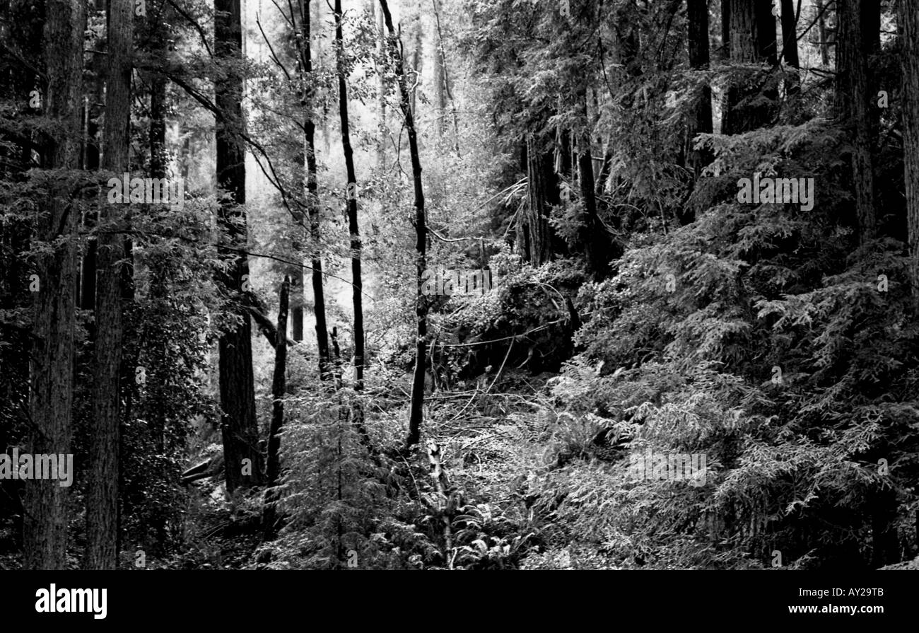 Wald-Boden / schwarz & weiß Stockfoto