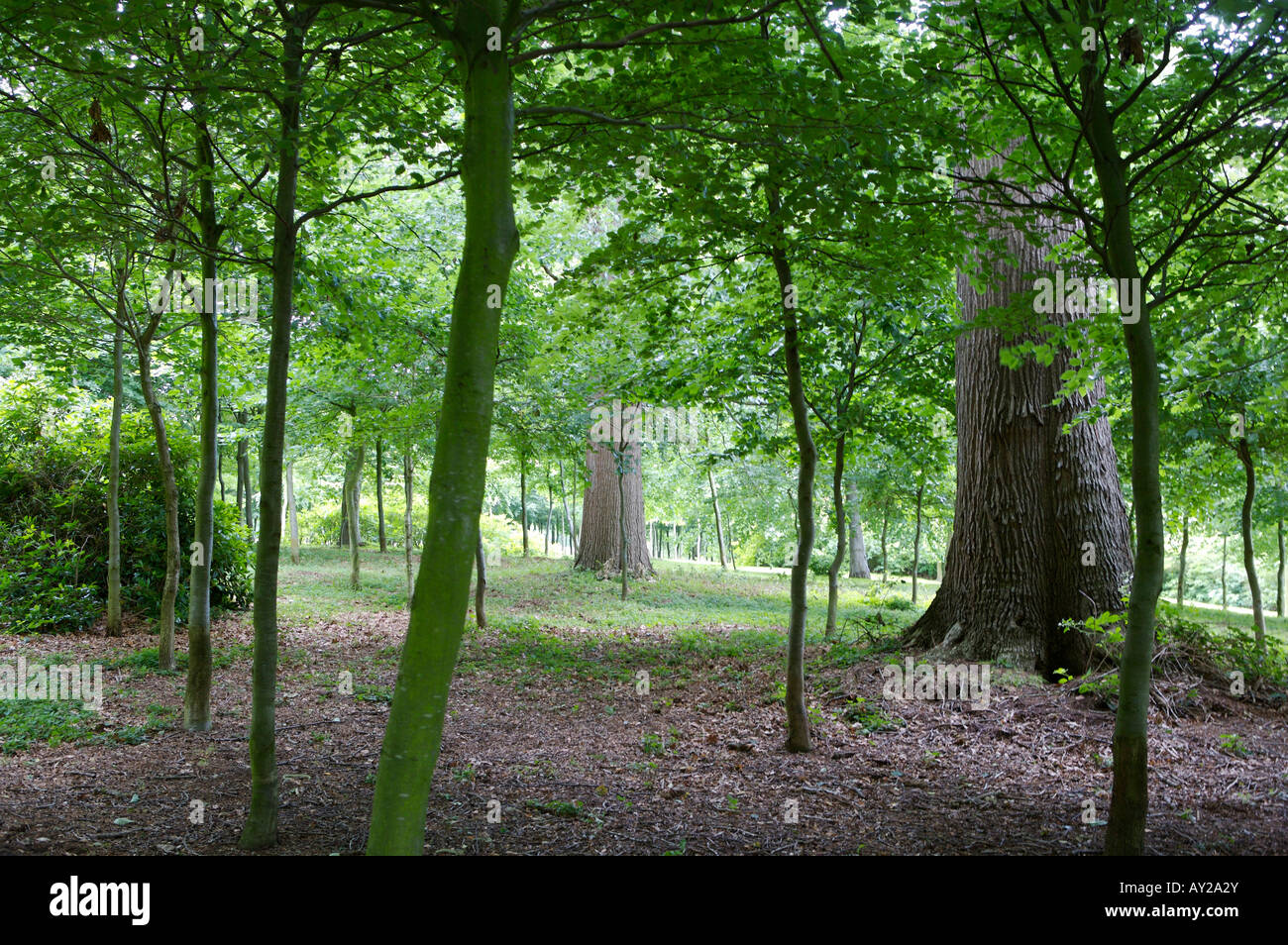 Britische woodland Stockfoto