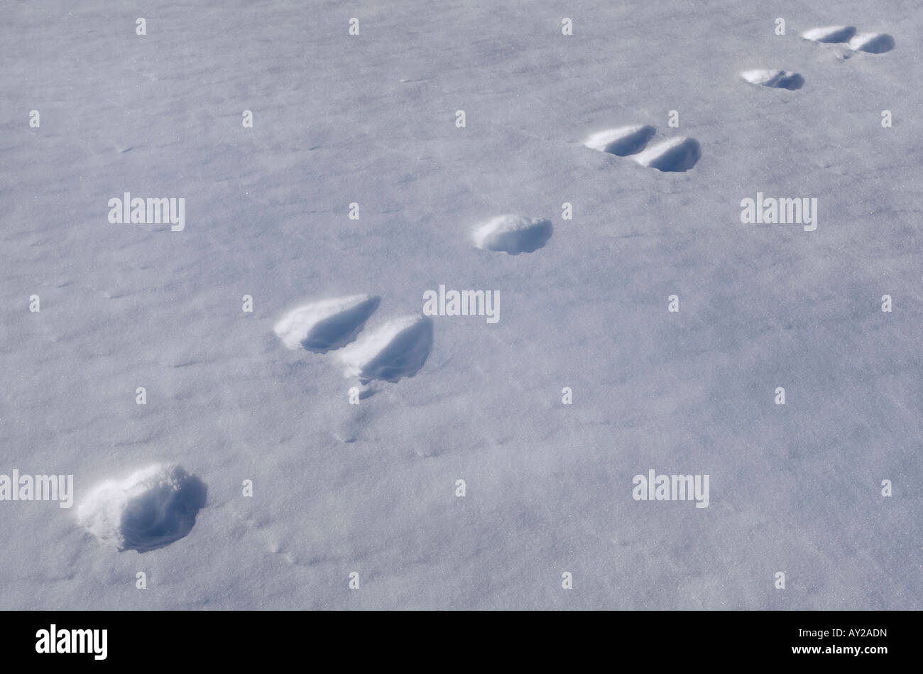 Schneehase druckt im Schnee Stockfoto