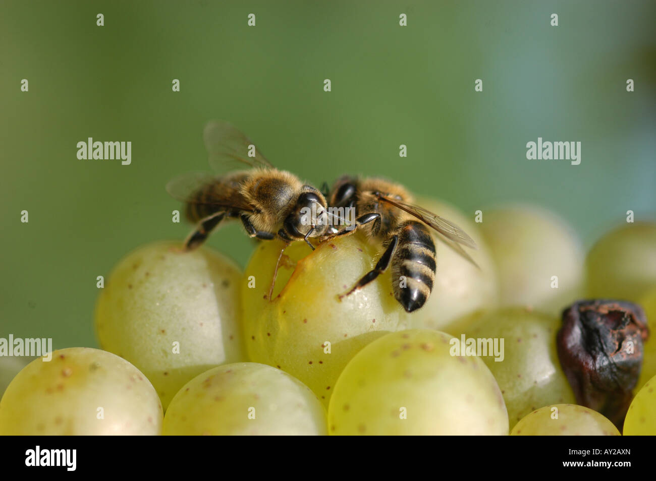 Bienen auf der Traube - Friaul Collio italia Stockfoto