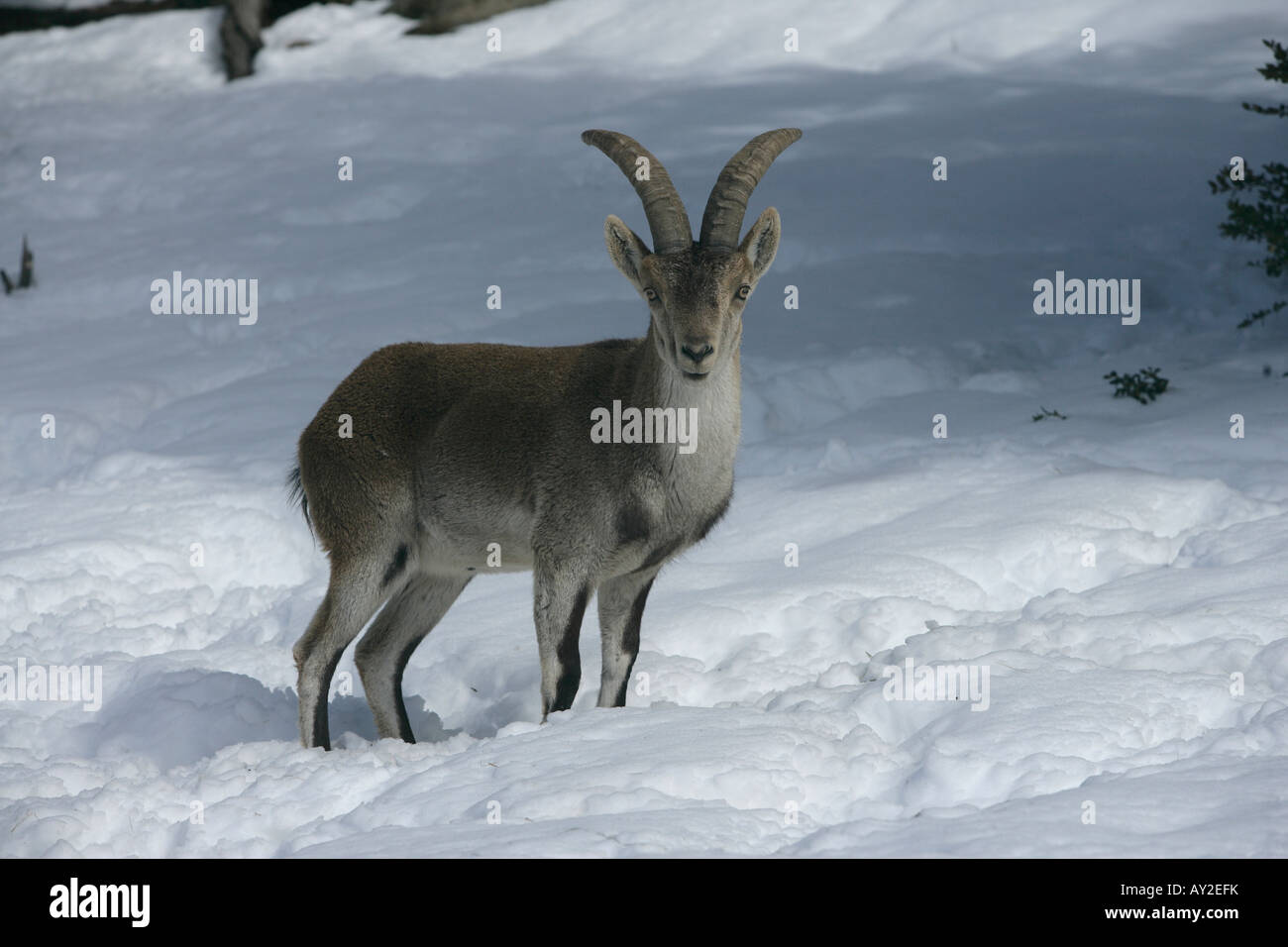 Spanische oder iberischen Steinbock Capra Pyrenaica Spanien Winter Stockfoto