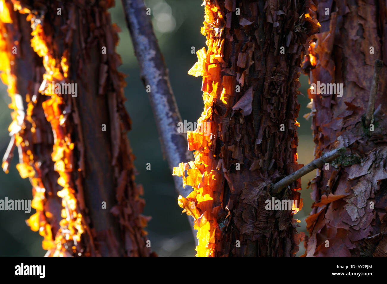 Papier Rinde Ahorn Baum Acer Griseum, Peeling Rinde Hintergrundbeleuchtung indem Sie am frühen Morgen Wintersonne Stockfoto