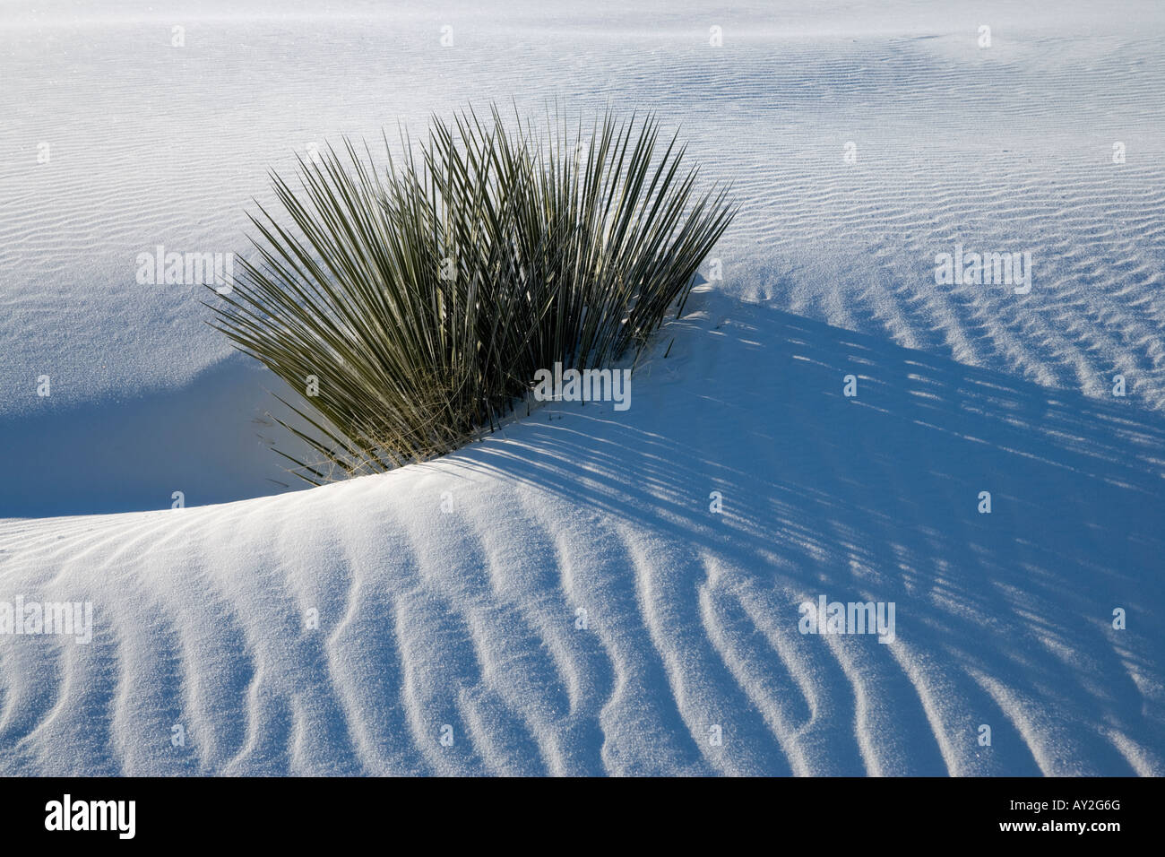 Seife Baum Yucca. Stockfoto