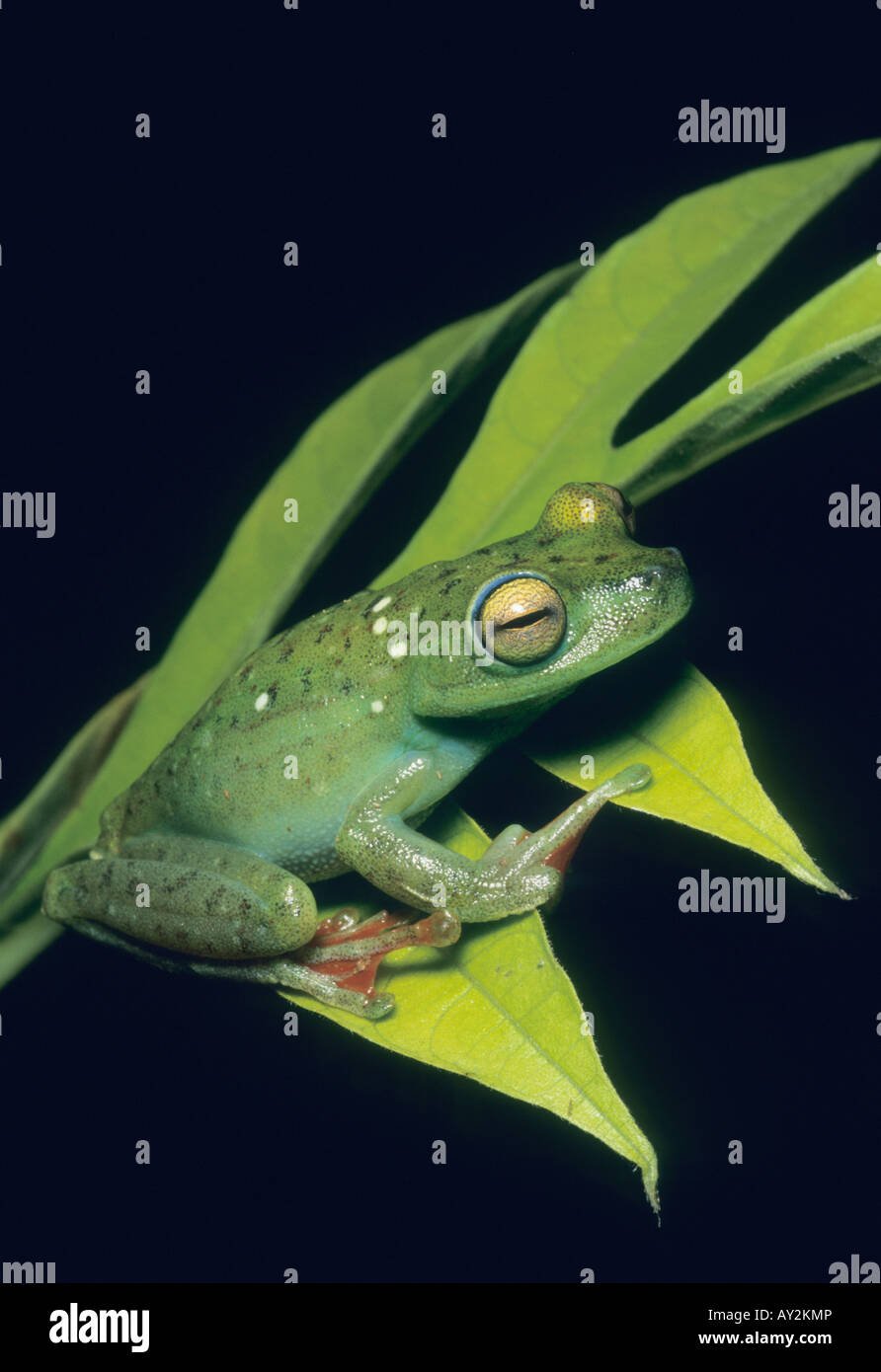 Rot-Schwimmhäuten Laubfrosch (Hyla Rufitela) Bergen Kuna Yala, Panama WILD Stockfoto