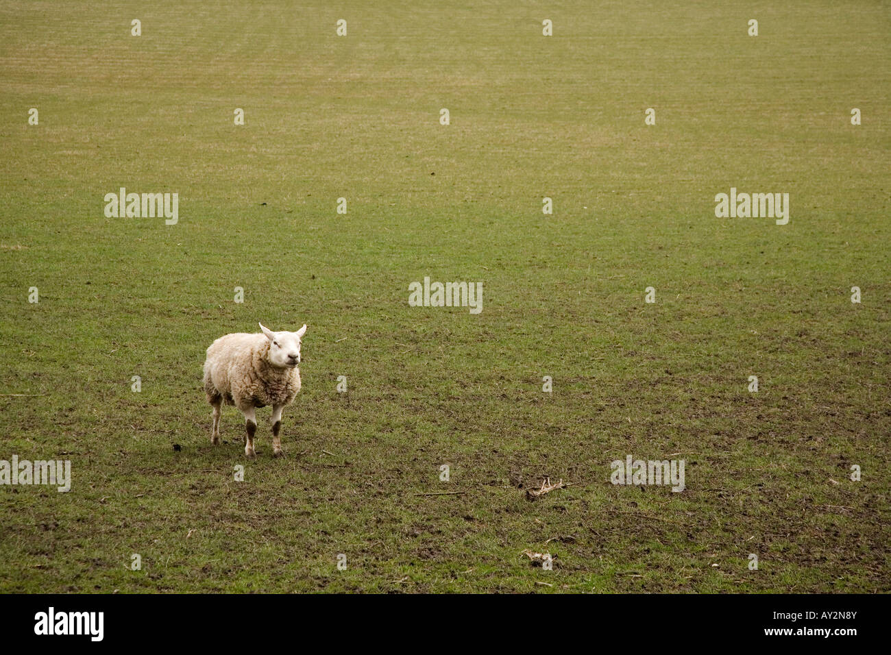 Einsame Schafe in einem Feld in Northumberland, England. Stockfoto