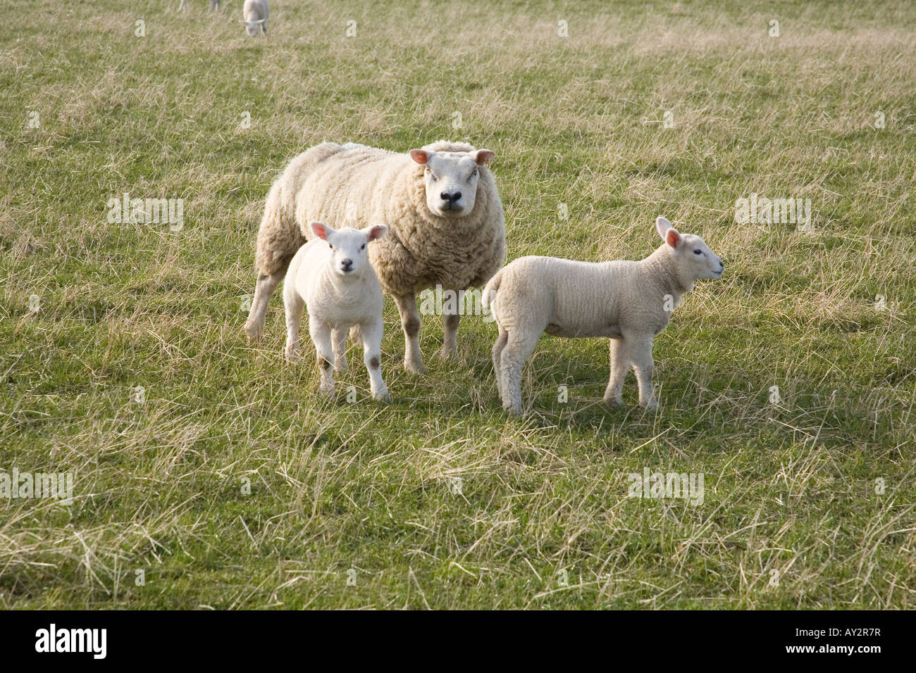 Lämmer und Schafe im ländlichen Northumberland, England. Stockfoto