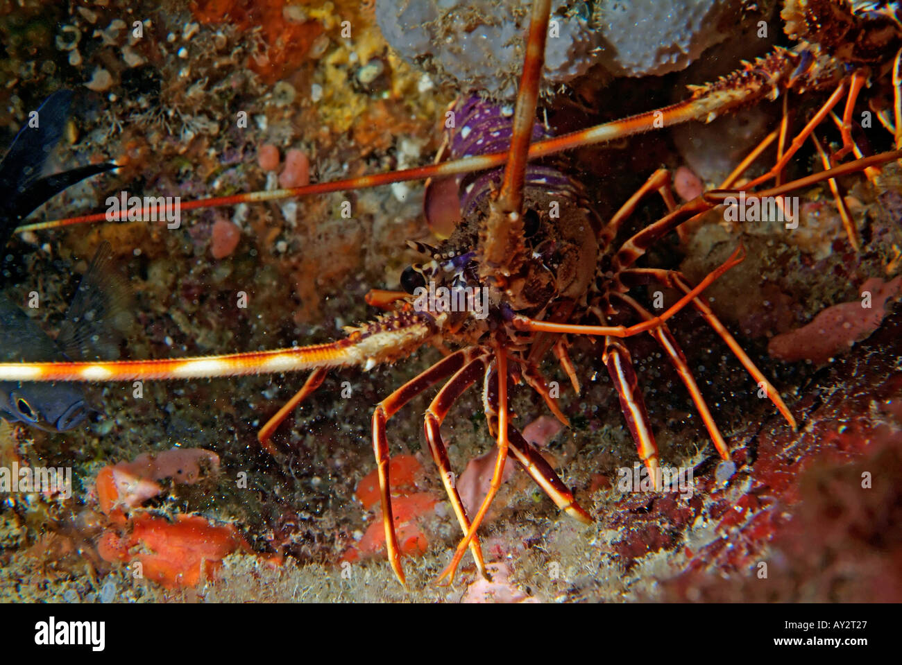 Zwei Langusten Panulirus Elephas Nahrungssuche bei Nacht Stockfoto