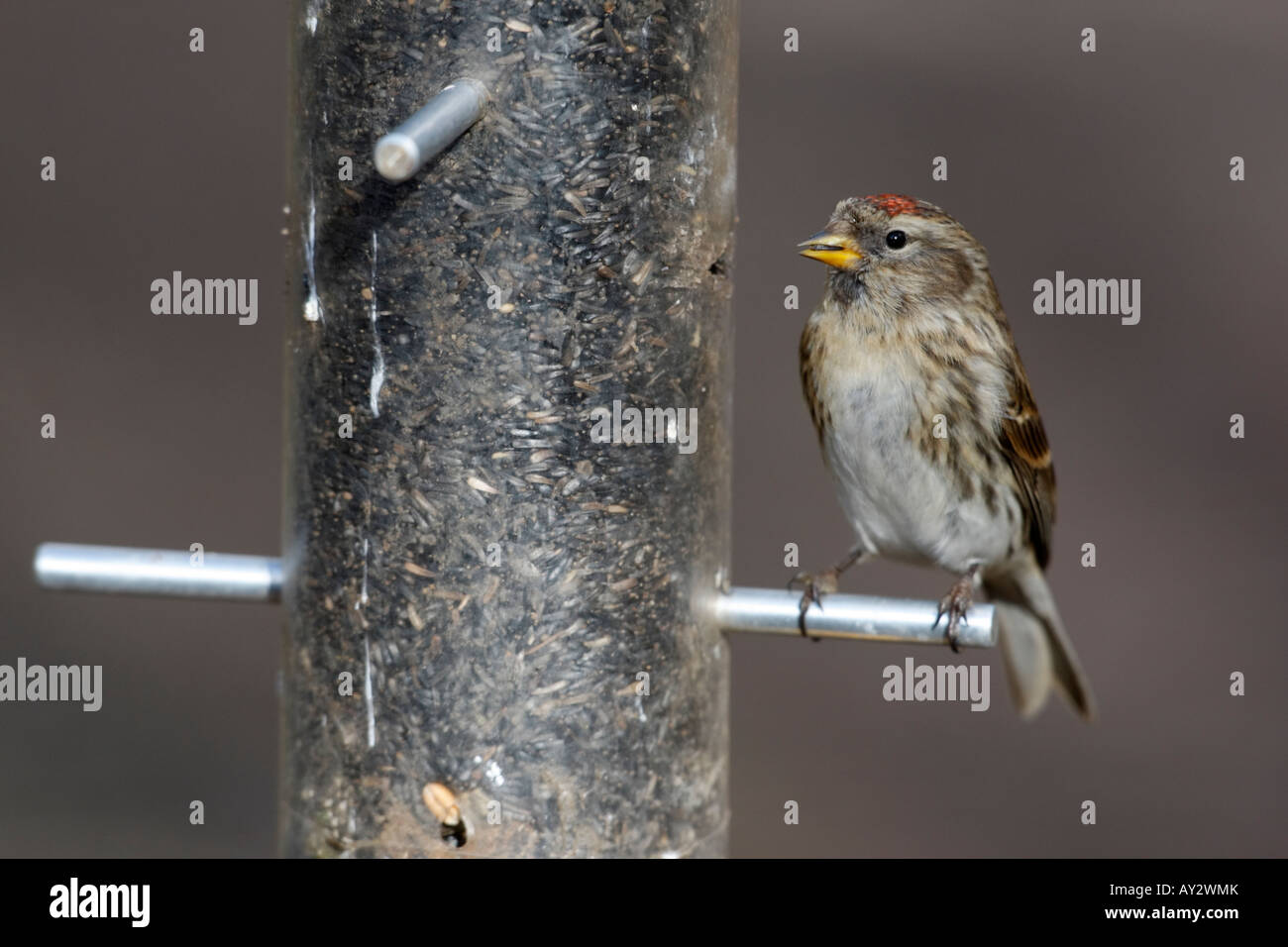 Geringerem Redpoll, Zuchtjahr Kabarett, einziger Vogel auf Feeder, Warwickshire Stockfoto
