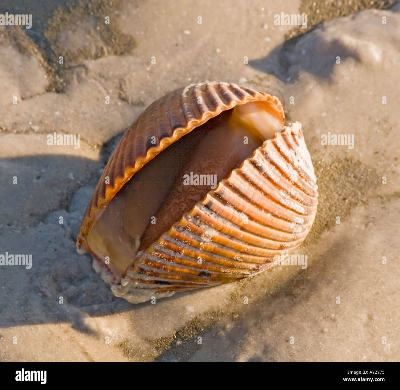 Live clam on the beach at Sanibel Island Stockfoto