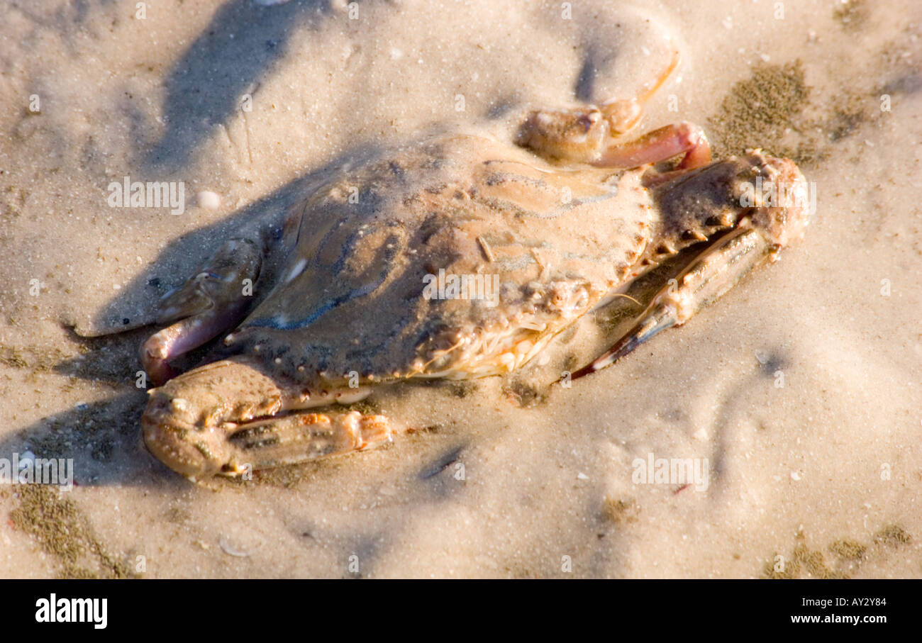 Krabbe Stockfoto