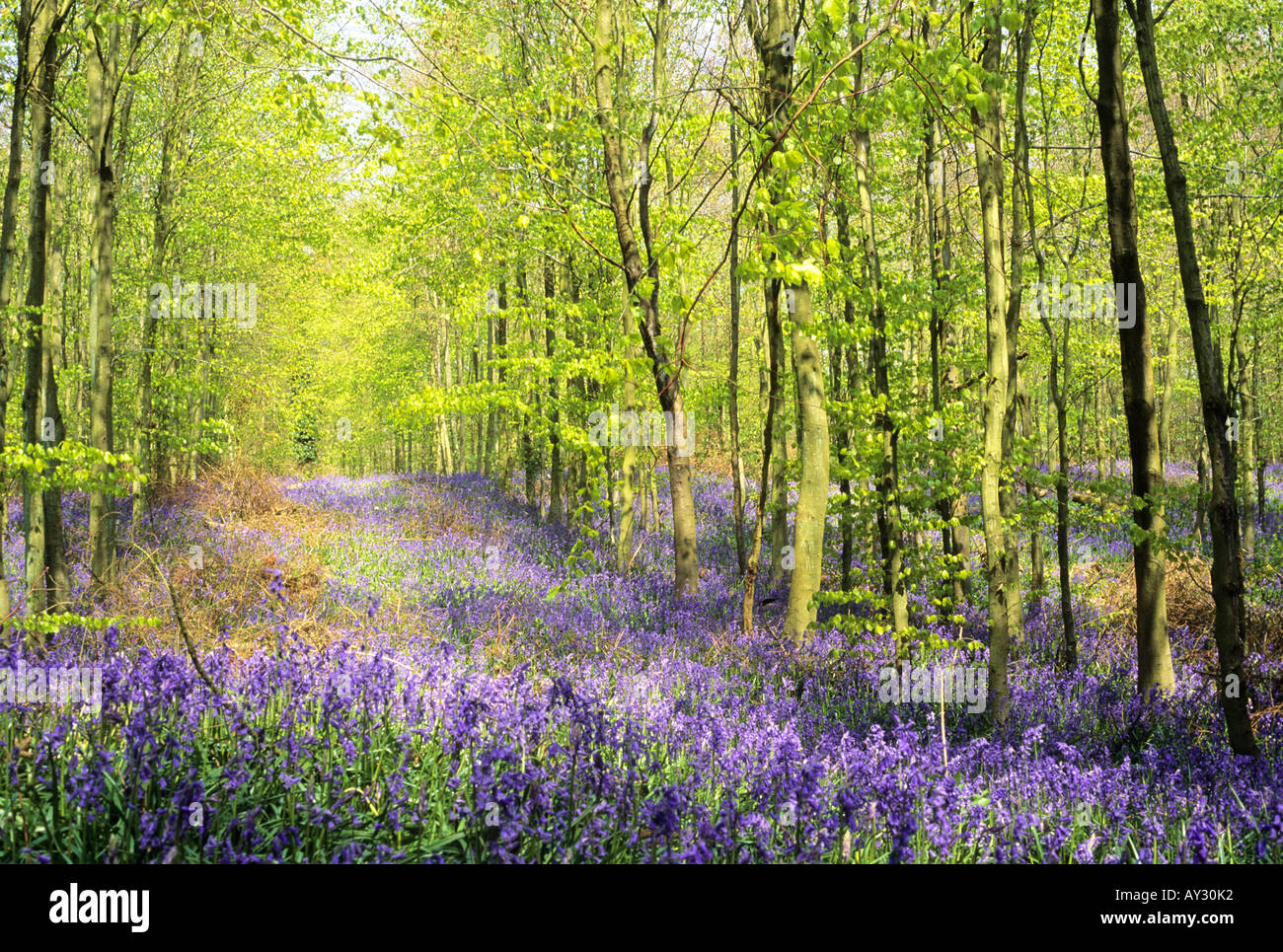 Blue Belle Holz in West Sussex, Hampshire, UK Stockfoto