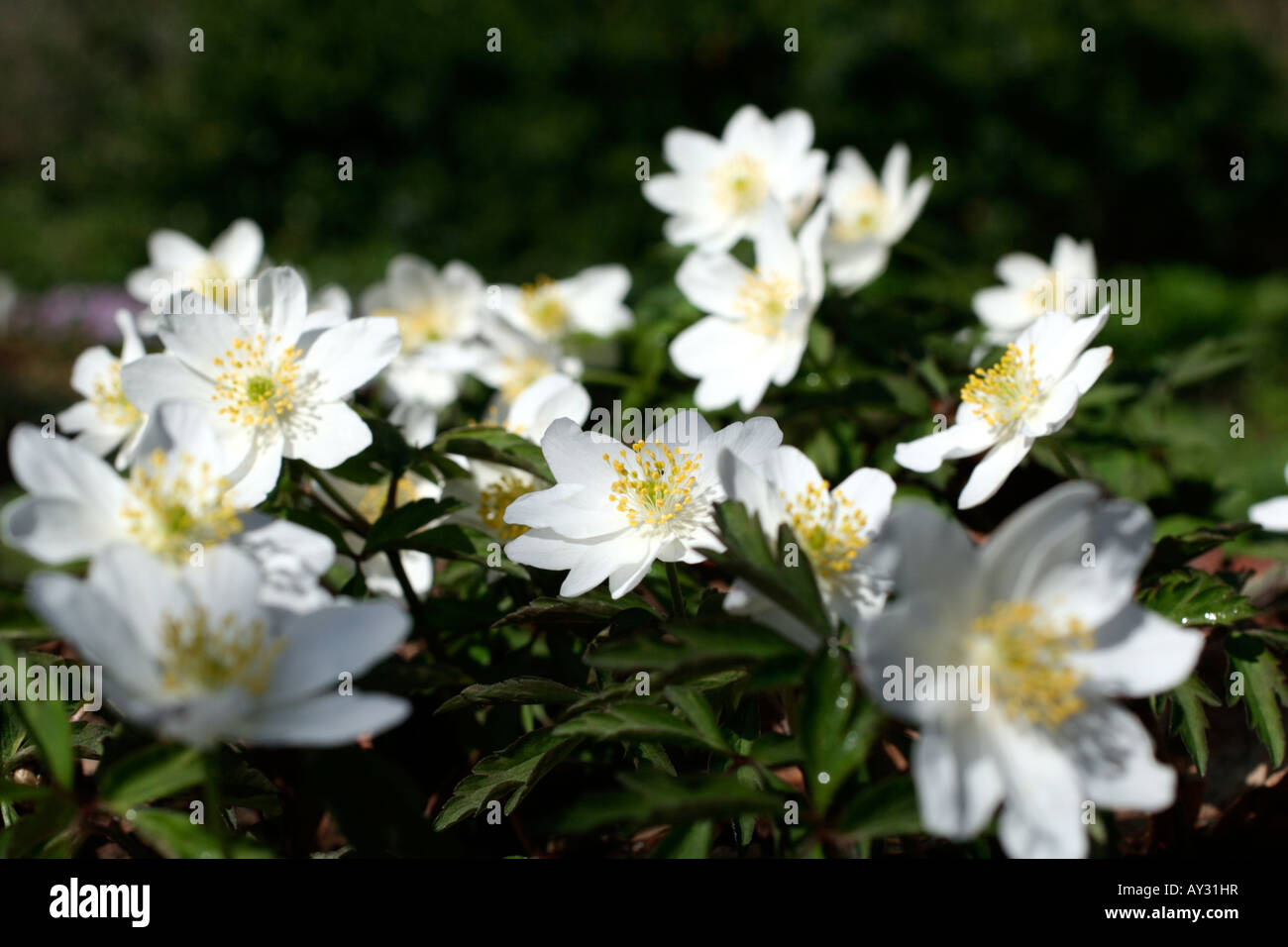 ANEMONE NEMOROSA LEEDS VIELFALT Stockfoto