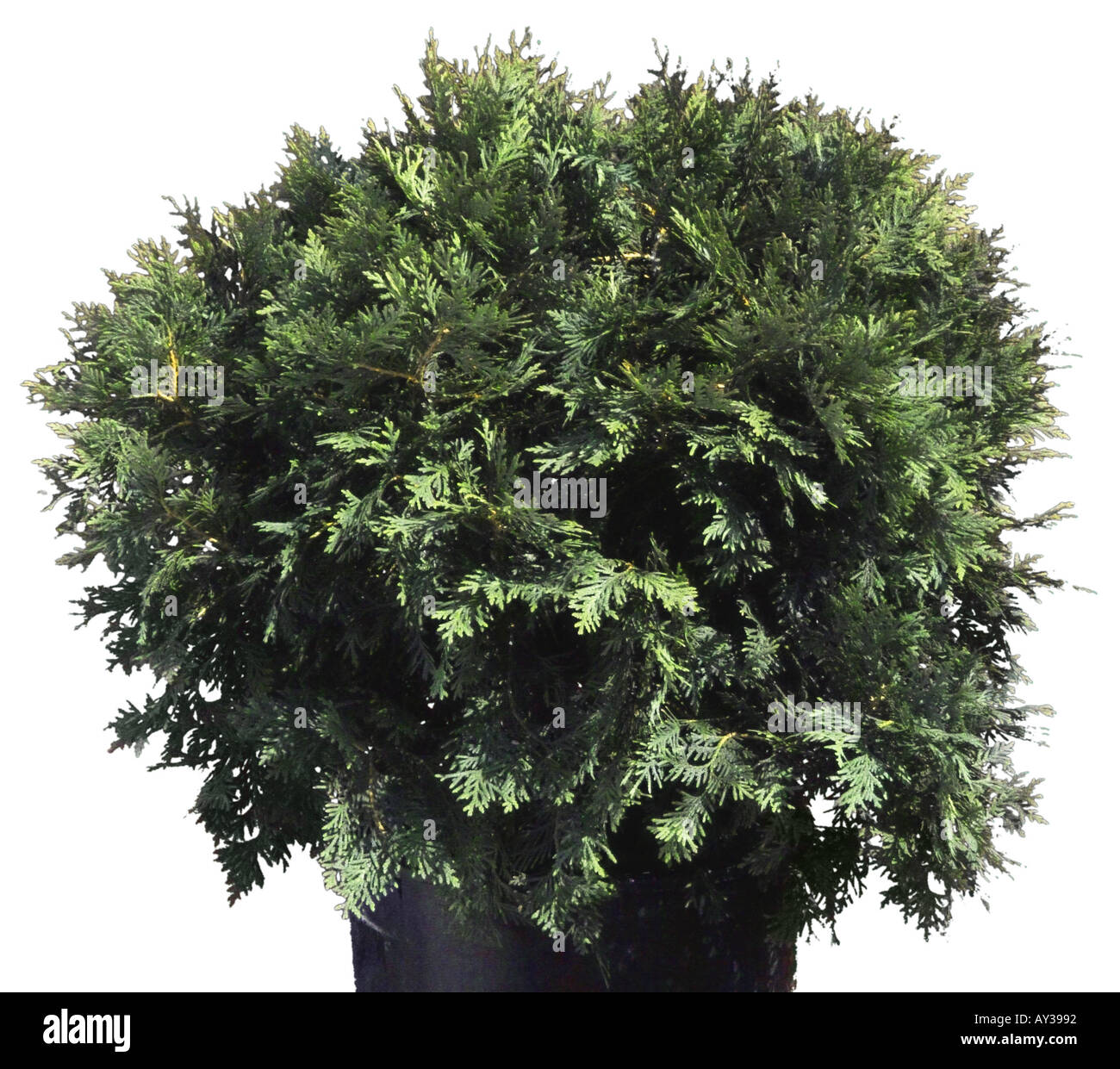 Hinoki Falsche Zypresse Stockfotos und -bilder Kaufen - Alamy