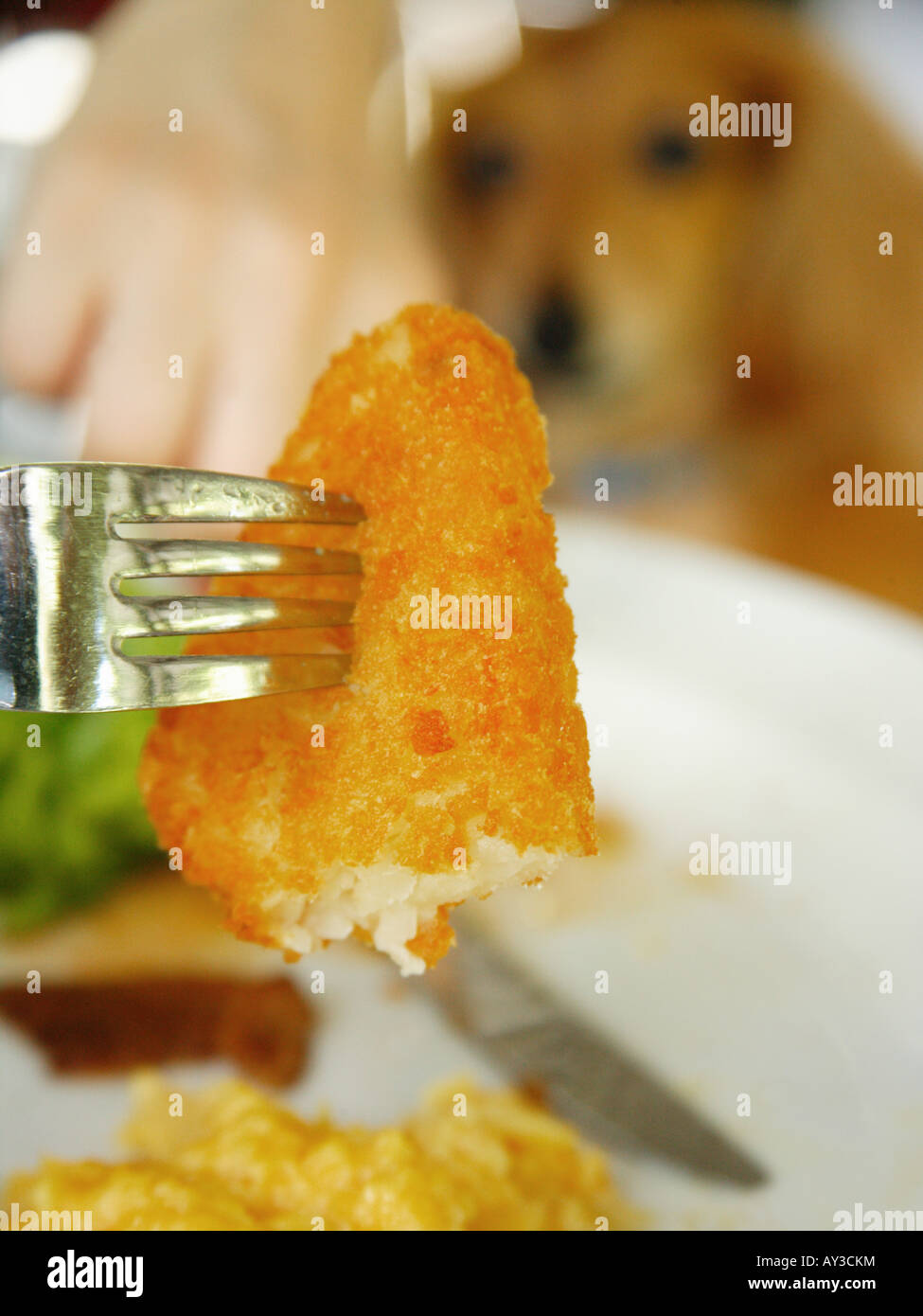 Nahaufnahme eines Segments der vorbereiteten Kartoffel mit einer Gabel Stockfoto