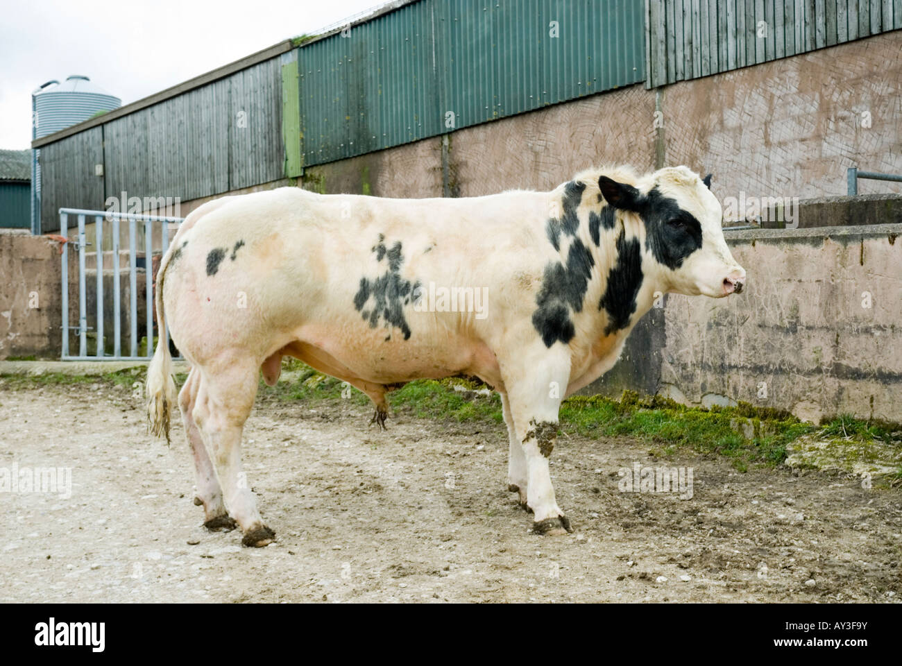 Belgische blaue Bull Stockfoto Belgische blaue Bull Stockfoto