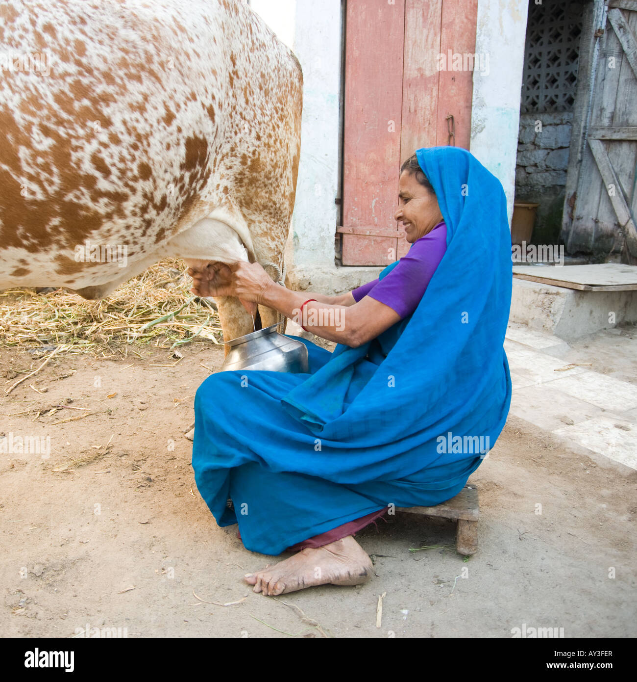 Hausbesitzer in Dörfern in Gujarat haben ihr eigenes Vieh; Hier ist eine Frau Hand melken ihre Kuh in alten altmodischen Tradition. Stockfoto
