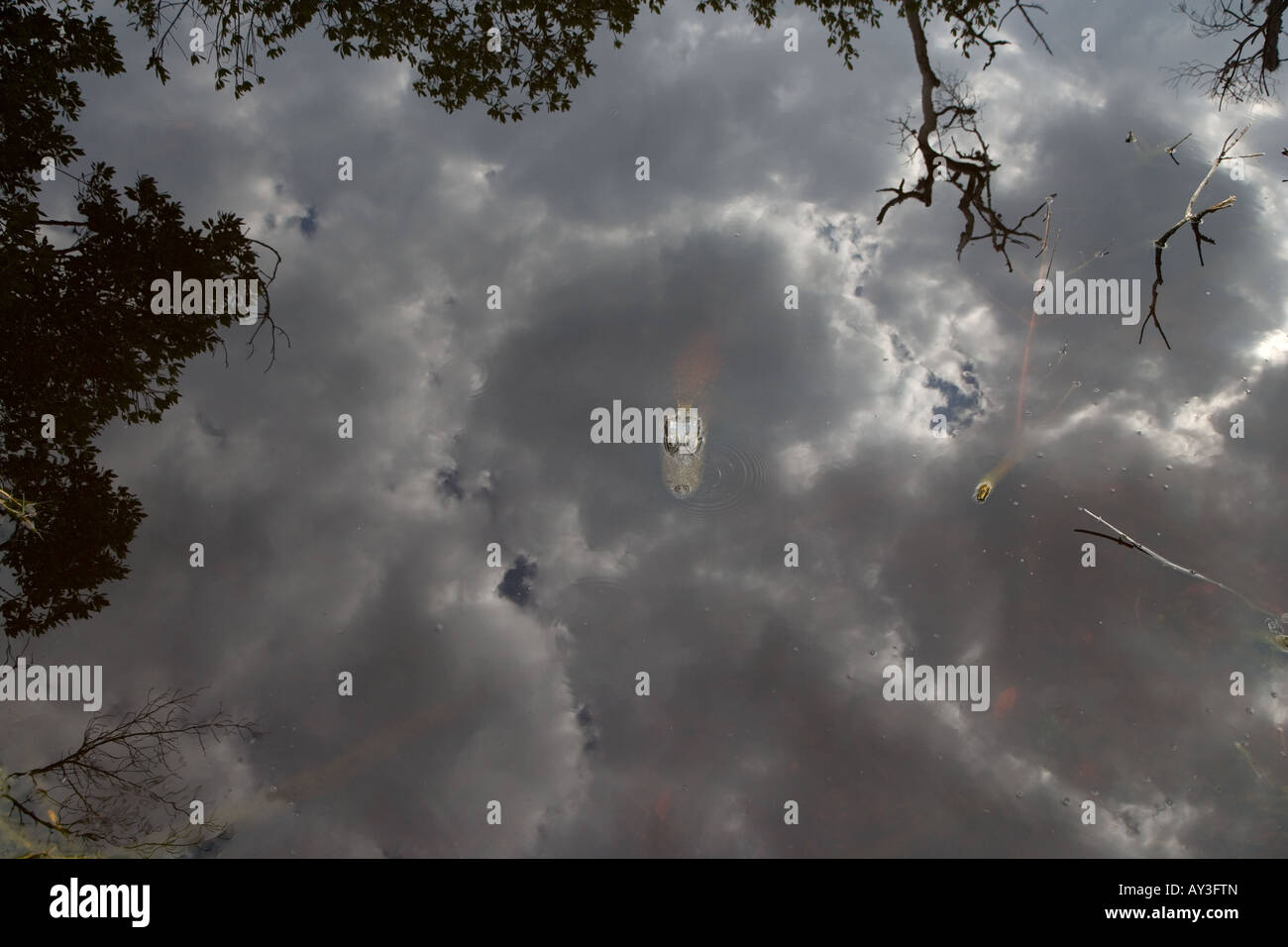 Junger Aligator Mississippiensis Aligator mit Himmel reflektiert Florida USA Stockfoto