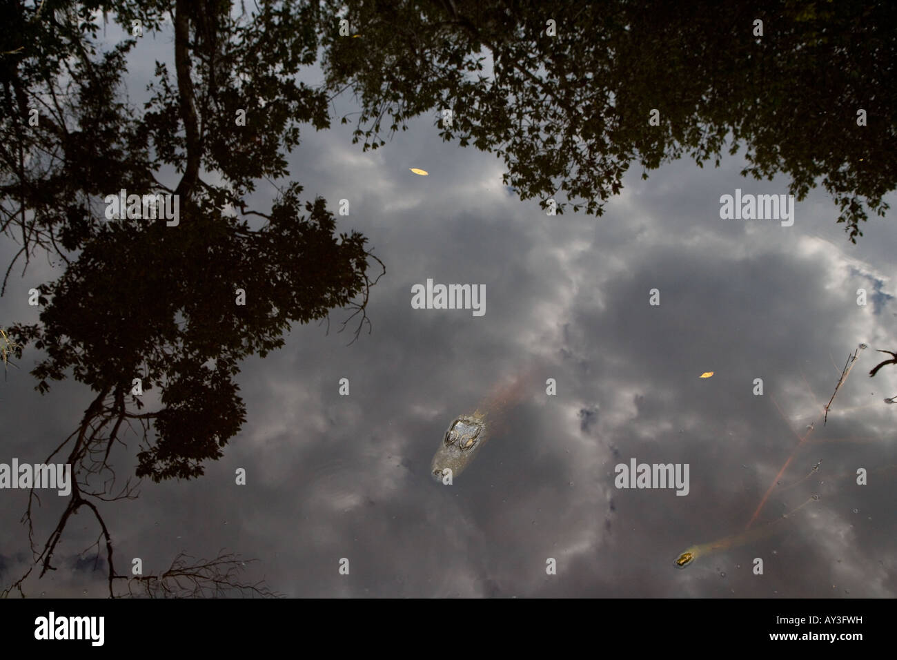 Junger Aligator Mississippiensis Aligator mit Himmel reflektiert Florida USA Stockfoto