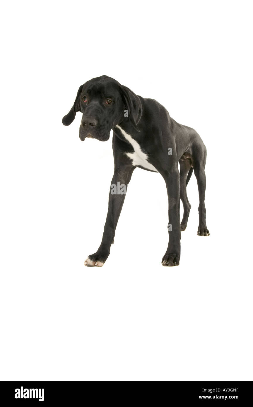 Deutsche Dogge Stockfoto