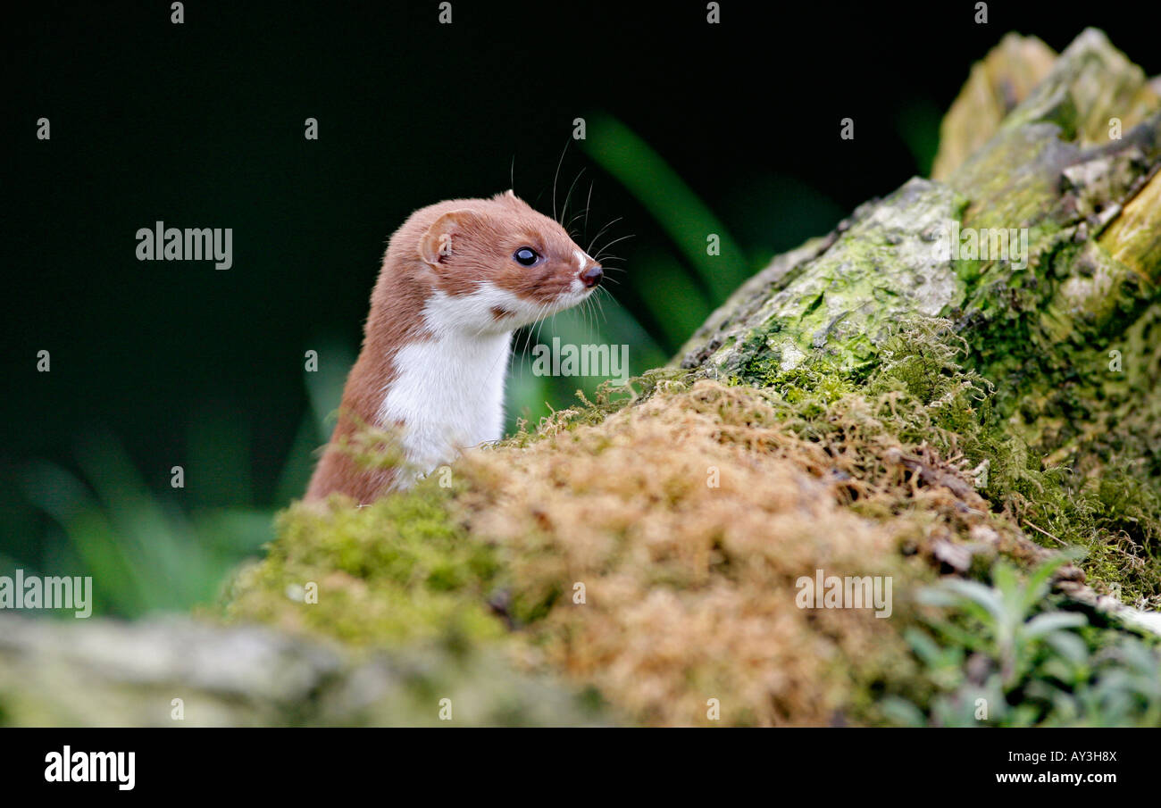 Wiesel Mustela nivalis Stockfoto