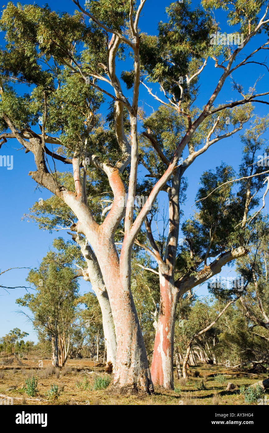Red River Zahnfleisch Stockfoto