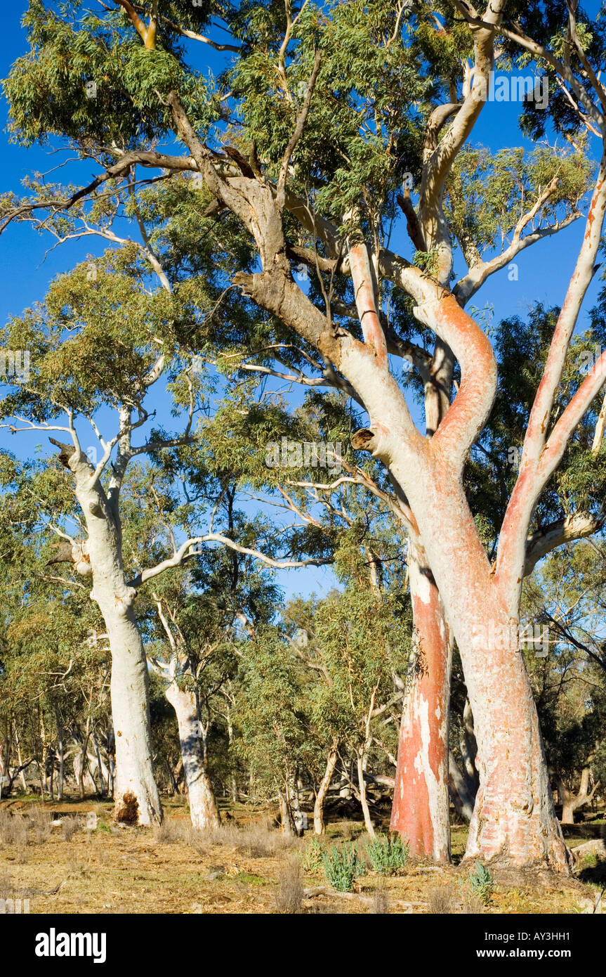 Red River Zahnfleisch Stockfoto