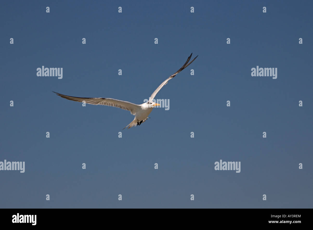 Königliche Tern Sterna Maxima im Flug Florida USA Stockfoto