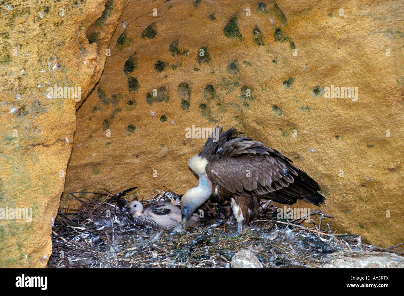 Gaensegeier Griffon Vulture abgeschottet Fulvus Küken im Nest Aasfresser Altweltgeier Tier Asien Asien Aves Vogel Vögel Brut Eie Stockfoto