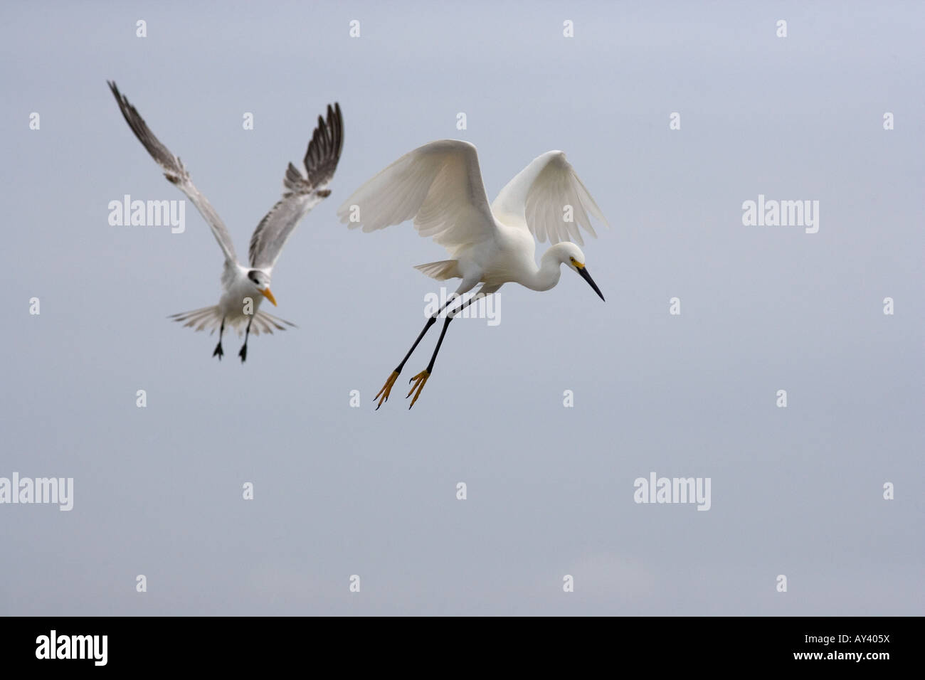 Snowy Reiher Egretta unaufger und Royal Tern Stockfoto