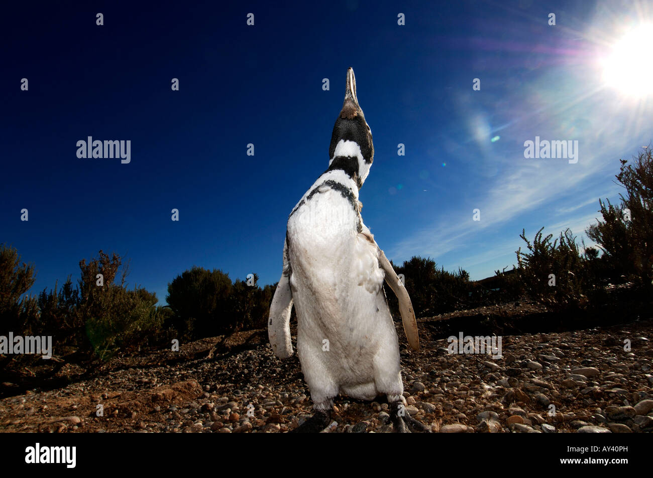 Argentinien-Patagonien-Magellan-Pinguin Spheniscus magellanicus Stockfoto