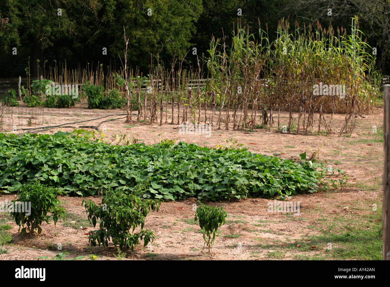 Texas-Garten mit Peperoni und Gurken Stockfoto