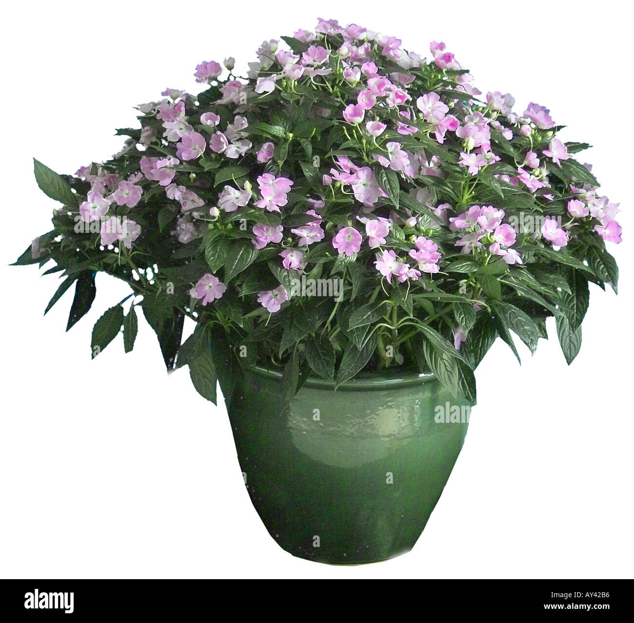 Impatiens Stockfoto