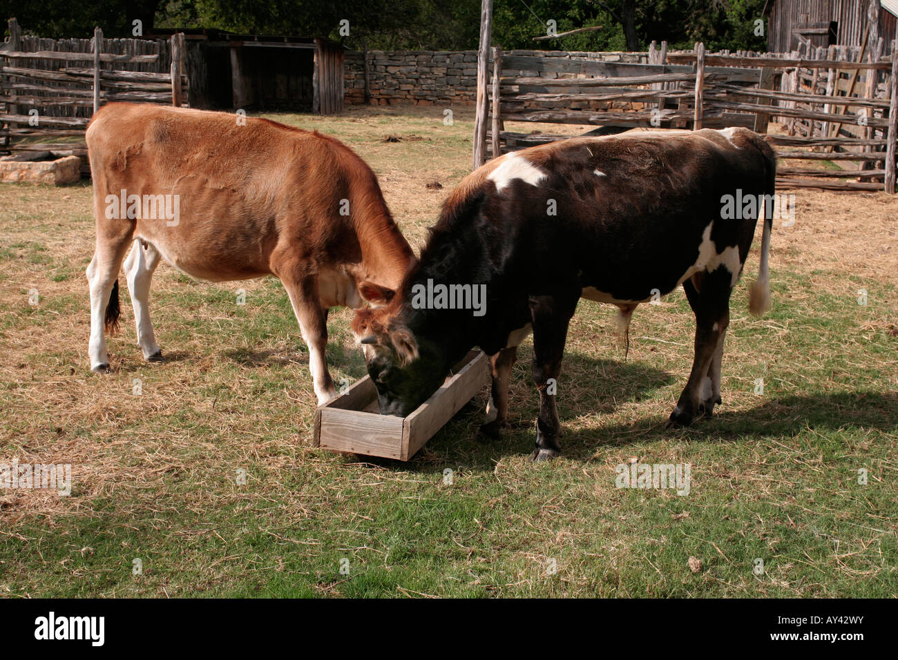 Rinderfütterung auf historischen Bauernhof LBJ Ranch State Park Stockfoto