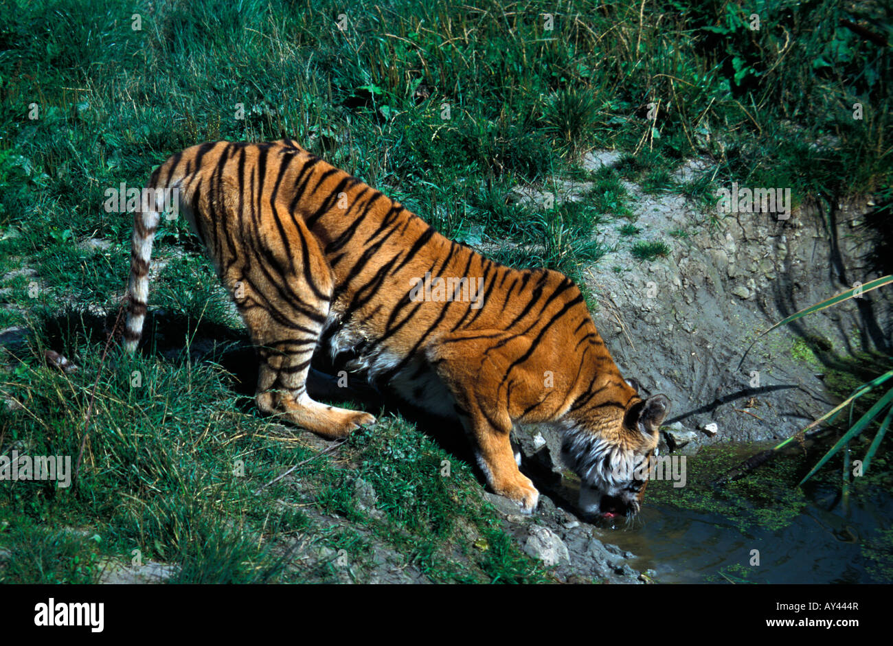 Tigre de Siberie Buvant sibirischen Tiger auf dem Wasser Panthera Tigris Altaica erwachsenen Tier Asien Raubtiere Felidae Wasser m Stockfoto