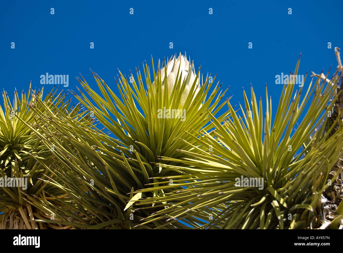 Yucca-Blüte Stockfoto