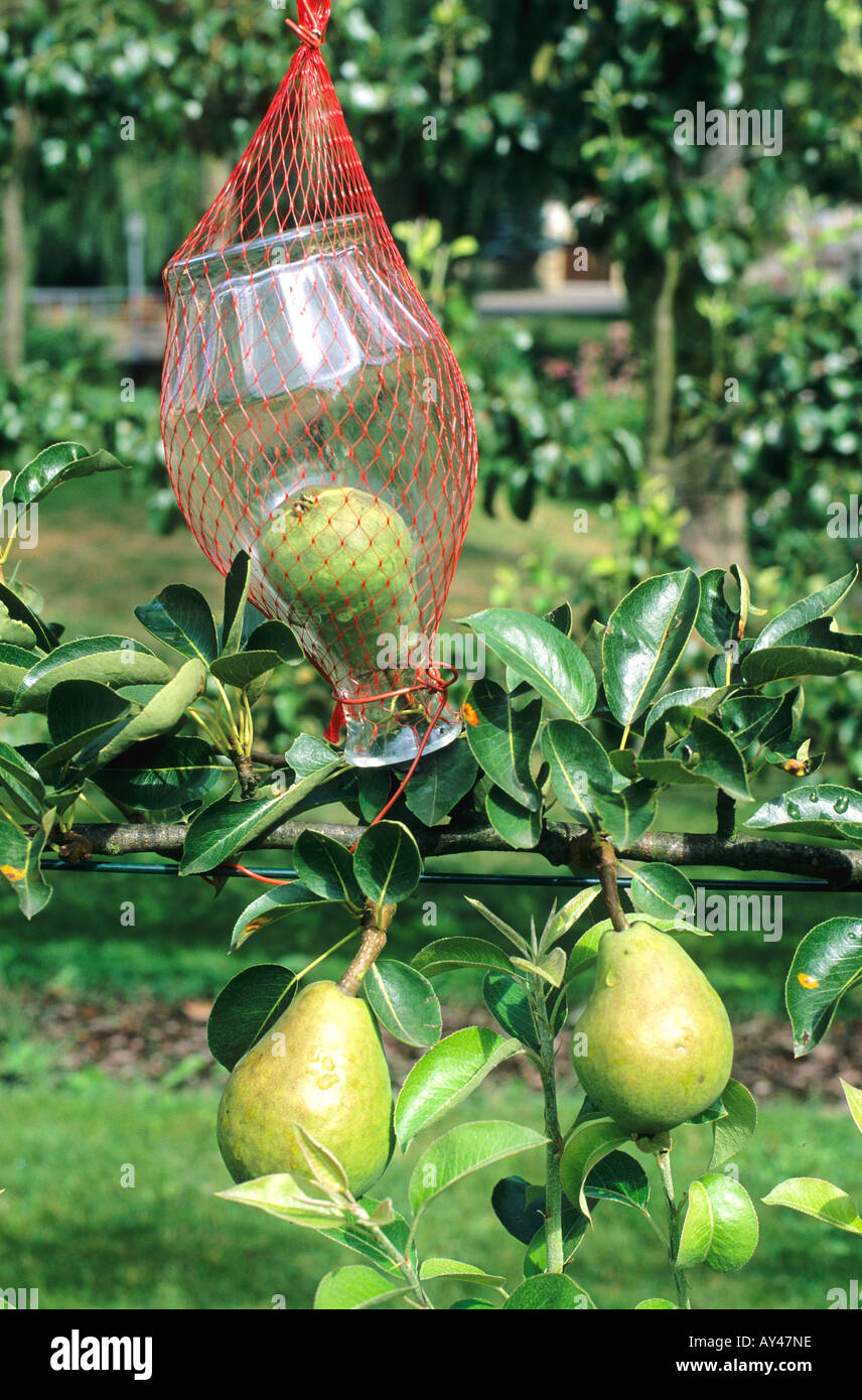 Frankreich-Elsass-Route des Vins Spécialités Eau de vie Principe des Poires prisonnières Stockfoto
