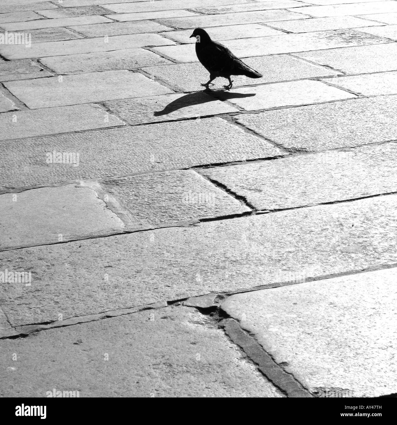 Taube-Paris Stockfoto