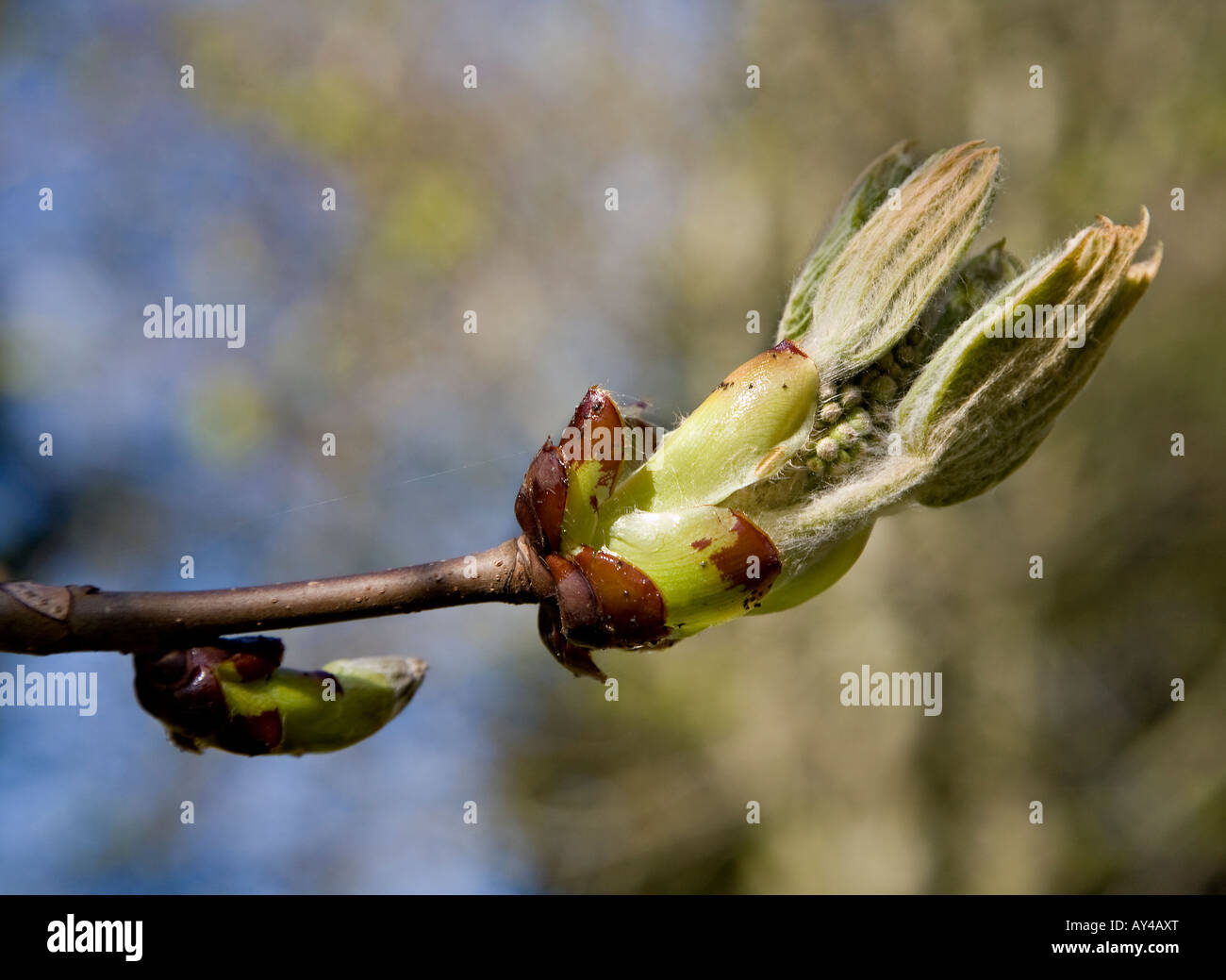 Rosskastanie klebrige Knospe Eröffnung mit verlässt aufstrebenden UK Stockfoto