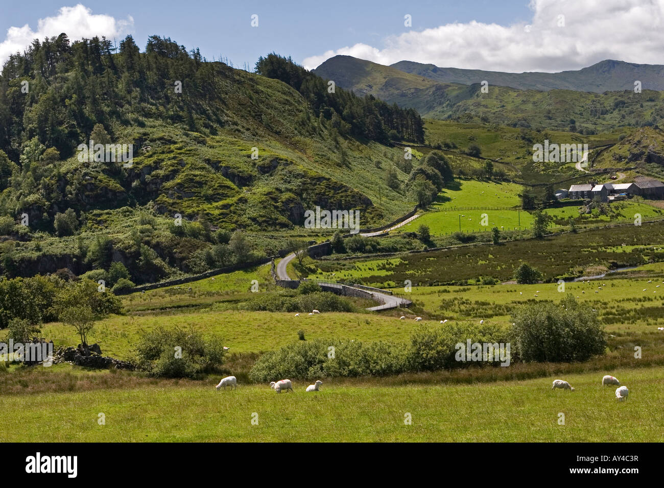 Schafe weiden auf grünen Welsh-Tal, Gorddinan, Snowdonnia National Park, North Wales Stockfoto