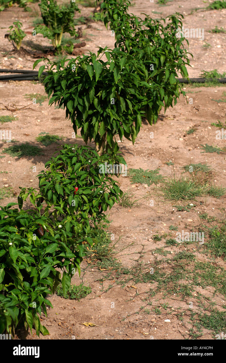 Paprika Pflanzen in einem Texas-Garten Stockfoto