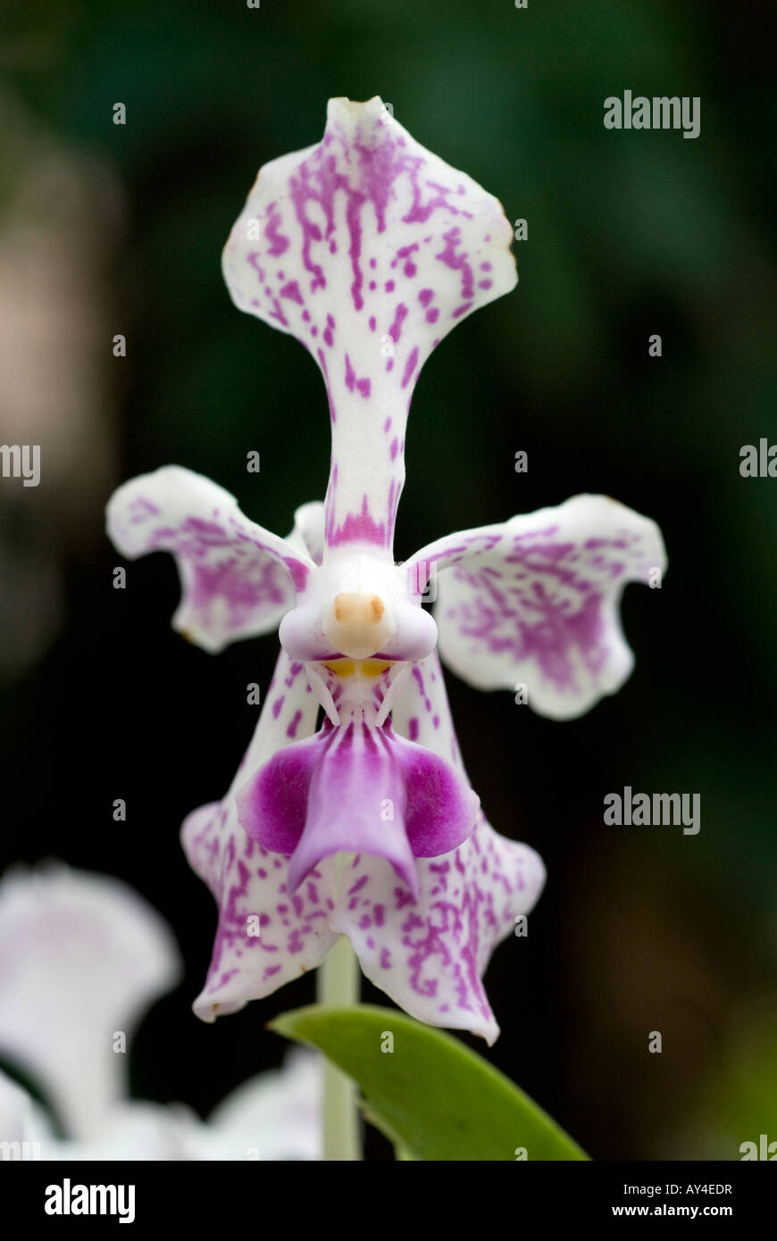 Orchidee Stockfoto