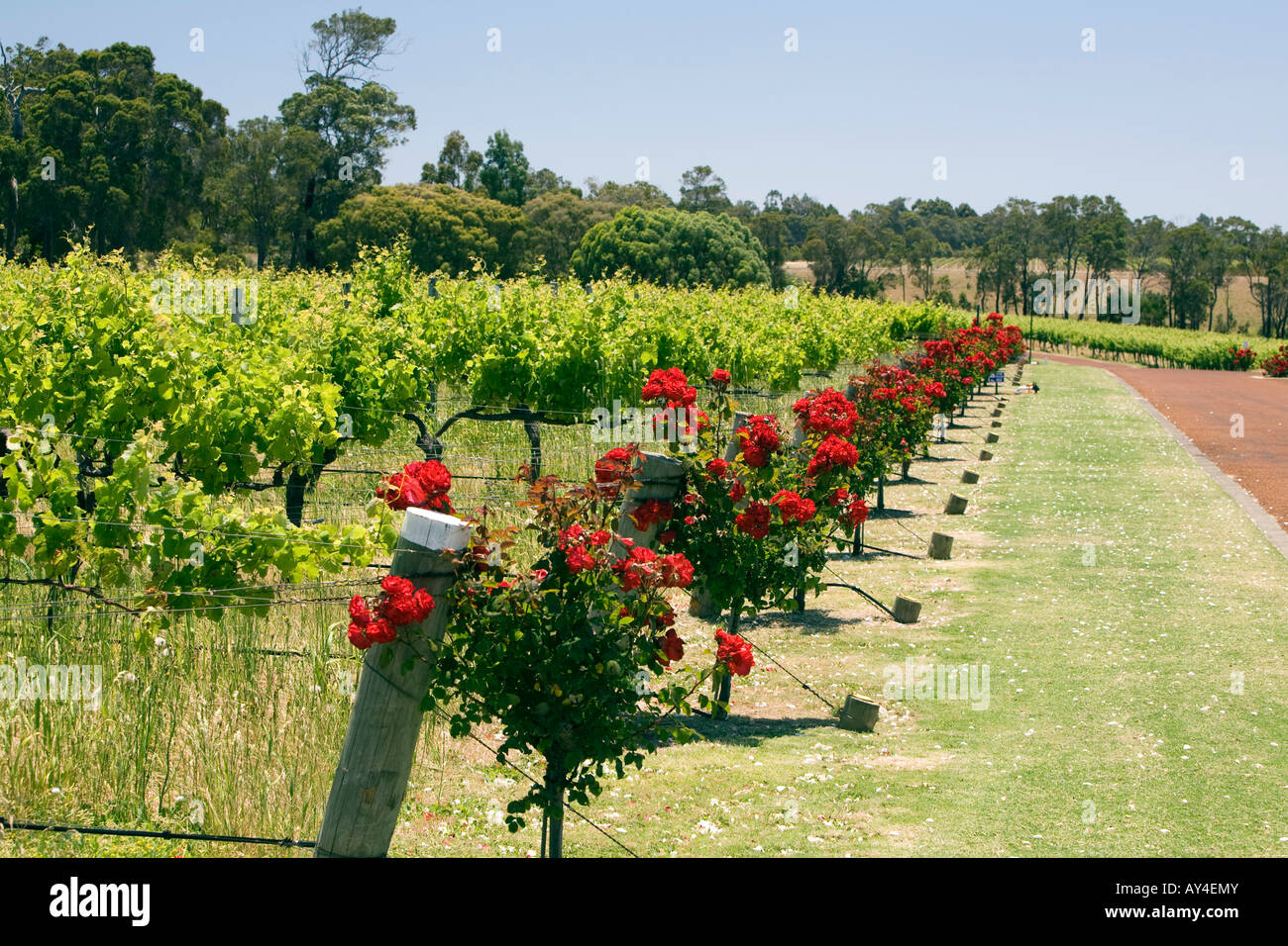 Voyager Estate Vineyard Margaret River Region Western Australia Stockfoto